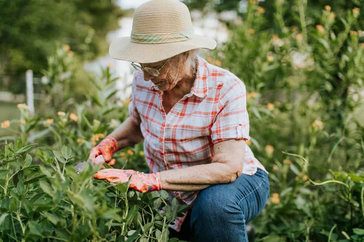 Elderly woman gardening in a lush outdoor setting